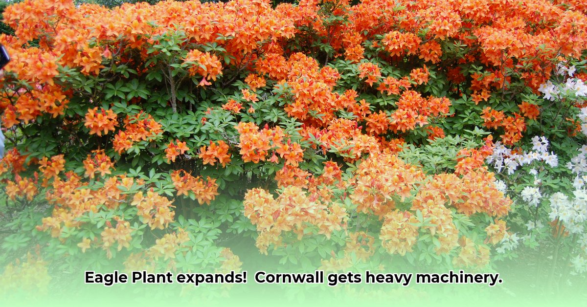 eagle-plant